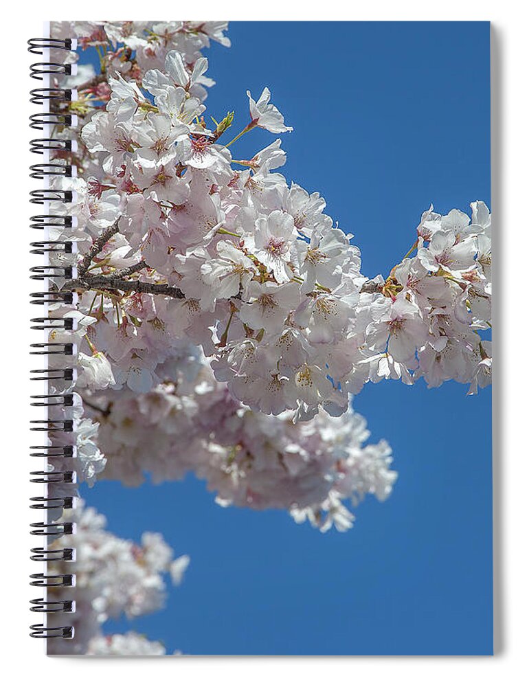 Scenic Spiral Notebook featuring the photograph Japanese Cherry Tree Blossoms on the Tidal Basin DS0082 by Gerry Gantt