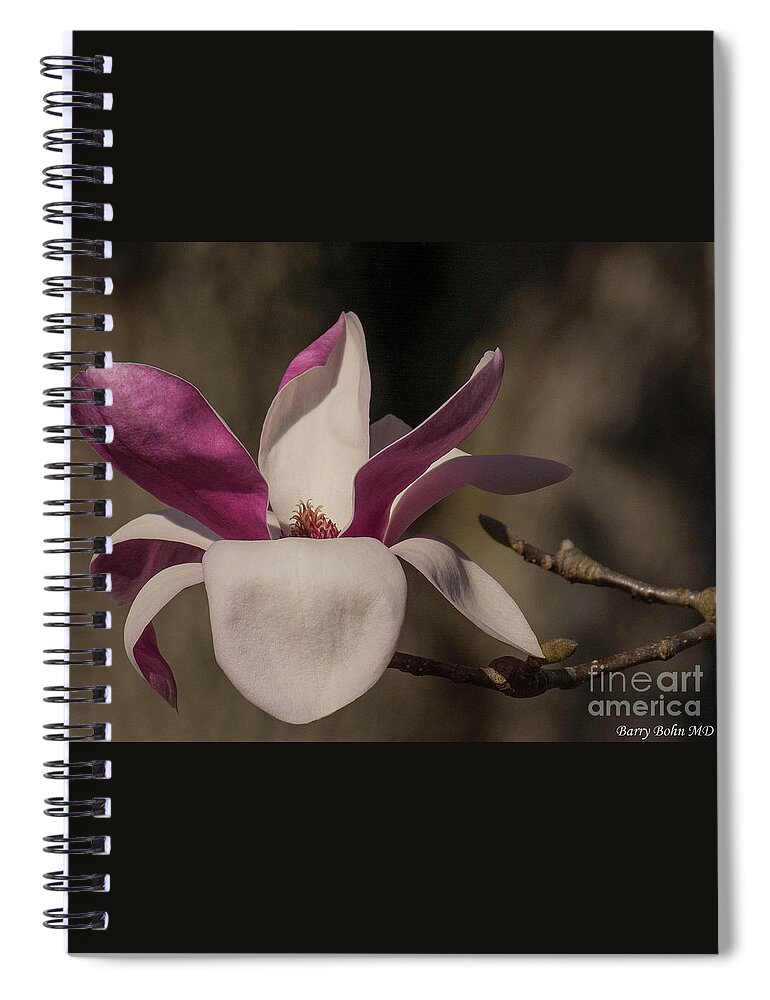 Flower Spiral Notebook featuring the photograph Japanese magnolia by Barry Bohn