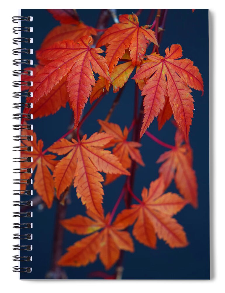 Japanese Maple Leaves In Autumn Spiral Notebook featuring the photograph Japanese Maple Leaves In Autumn by Frank Wilson