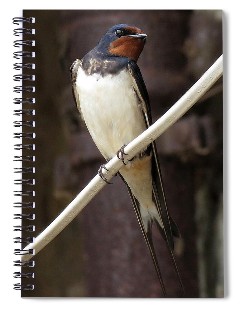 Swallow Spiral Notebook featuring the photograph Swallow by John Topman
