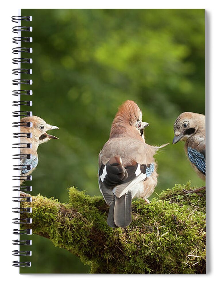 Bird Spiral Notebook featuring the photograph Jay bird family of three feeding by Simon Bratt