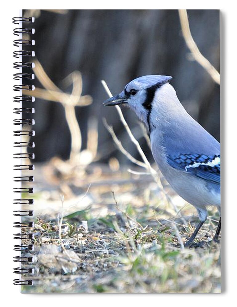 Animal Spiral Notebook featuring the photograph Jay Walkin by Bonfire Photography
