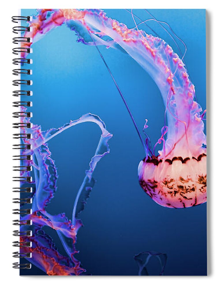 Jelly Fish Spiral Notebook featuring the photograph Jelly Fish Pacific Ocean California by Chuck Kuhn