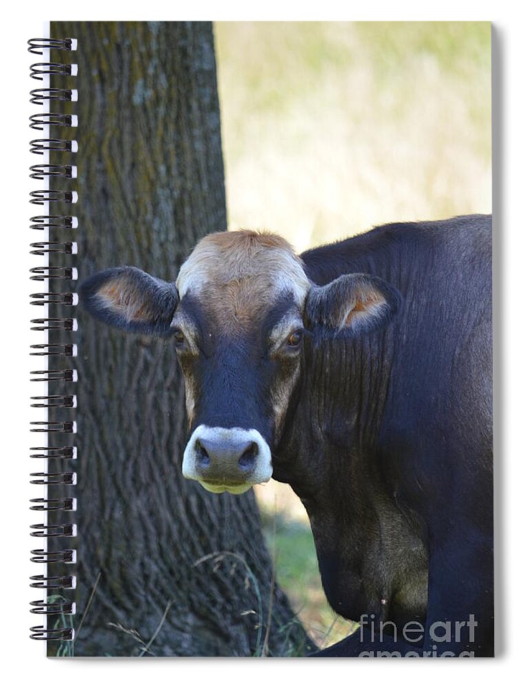 Jersey Cow Spiral Notebook featuring the photograph Jersey Cow by Maria Urso