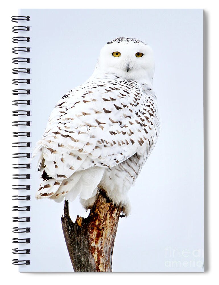Snowy Owls Spiral Notebook featuring the photograph Join me on my journey by Heather King