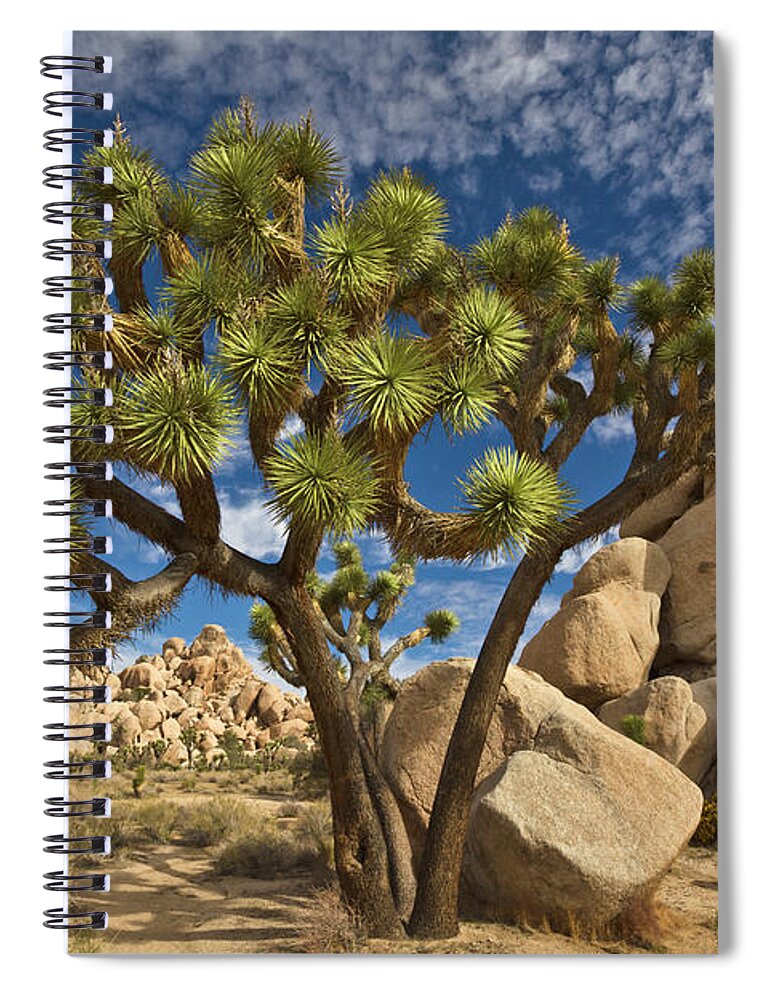 00559247 Spiral Notebook featuring the photograph Joshua Tree and Blue Sky by Yva Momatiuk John Eastcott