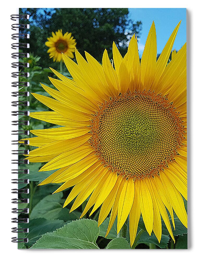 Nature Spiral Notebook featuring the photograph July sunshine by Felicia Tica