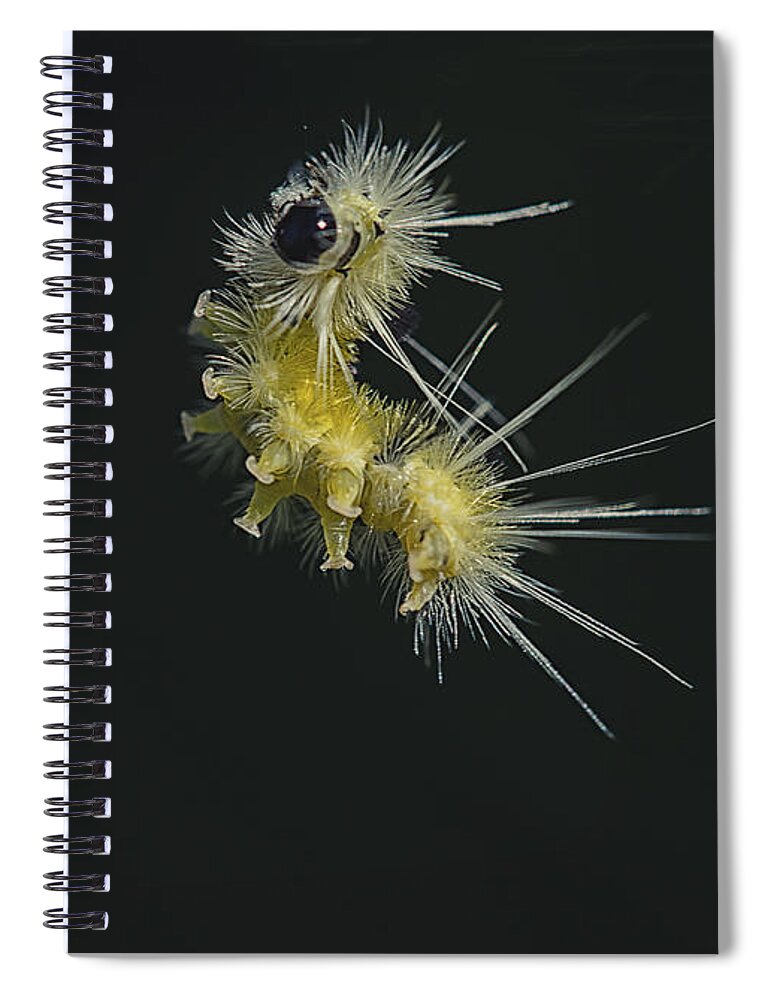 Caterpillar Spiral Notebook featuring the photograph Jump by Sue Capuano
