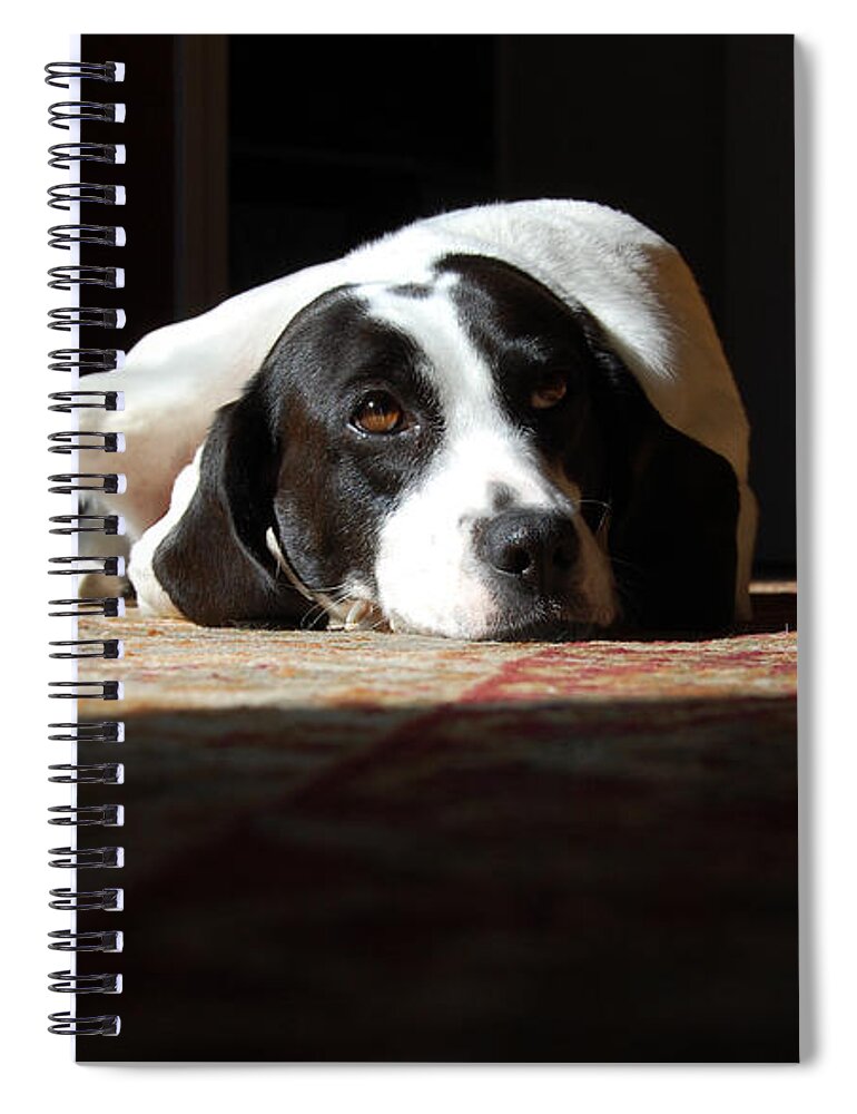 Dogs.animal Spiral Notebook featuring the photograph Junebug by Robert Meanor