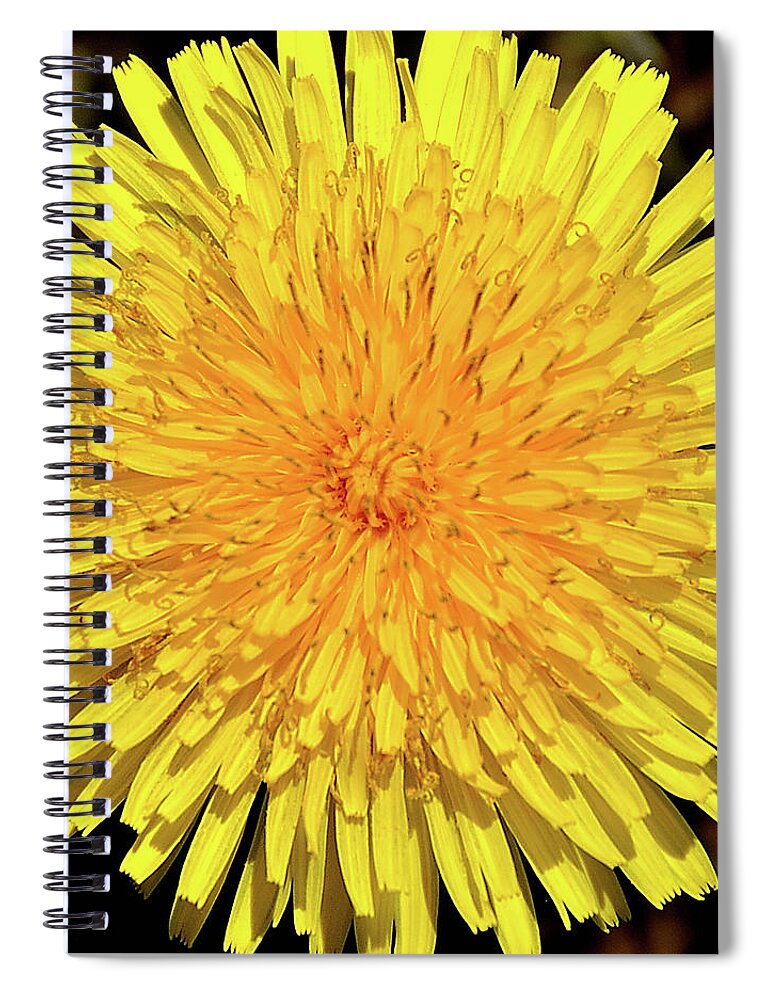 Dandelion Spiral Notebook featuring the photograph Just A Weed by Mark Fuller