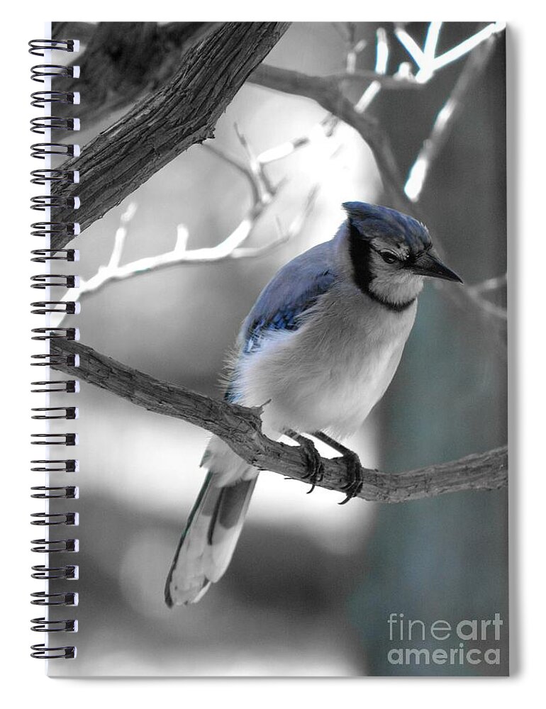 Bluejay Spiral Notebook featuring the photograph Just Blue by Dani McEvoy