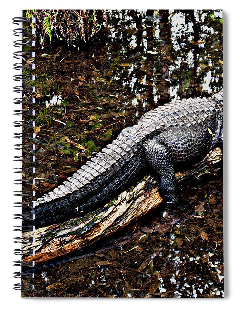 Florida Spiral Notebook featuring the photograph Just Hanging Out by Bob Johnson