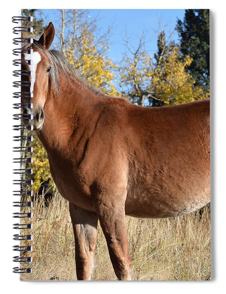 Animal Spiral Notebook featuring the photograph Horse CR 511 Divide CO by Margarethe Binkley