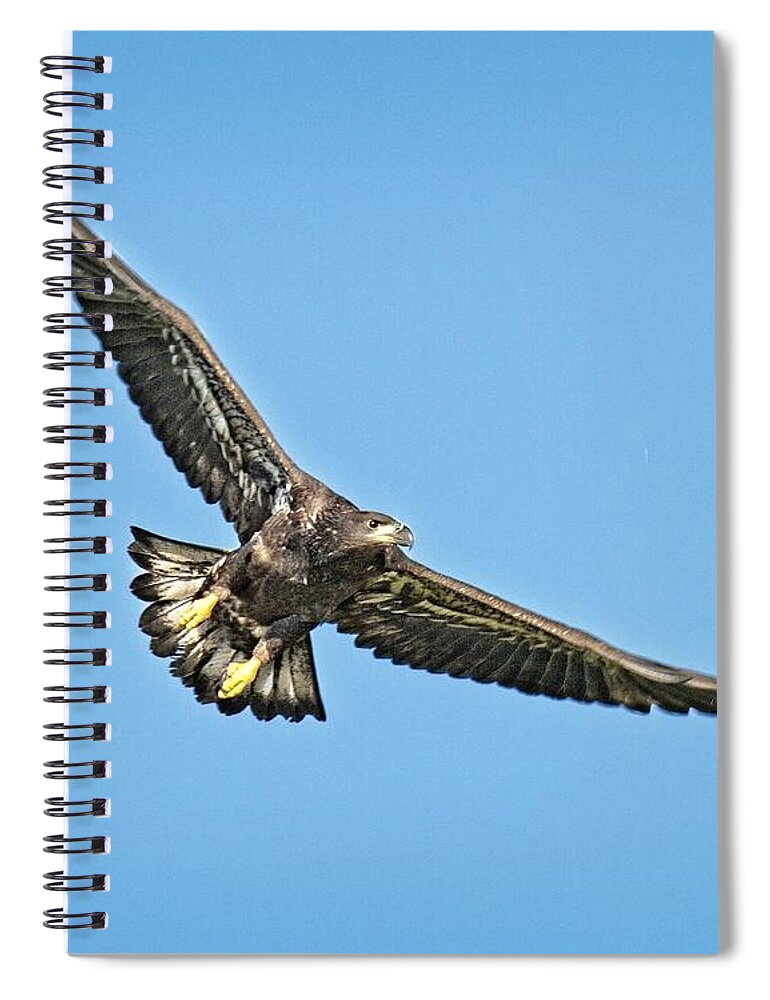 Eagle Spiral Notebook featuring the photograph Just Twelve Weeks Old by Ronald Lutz