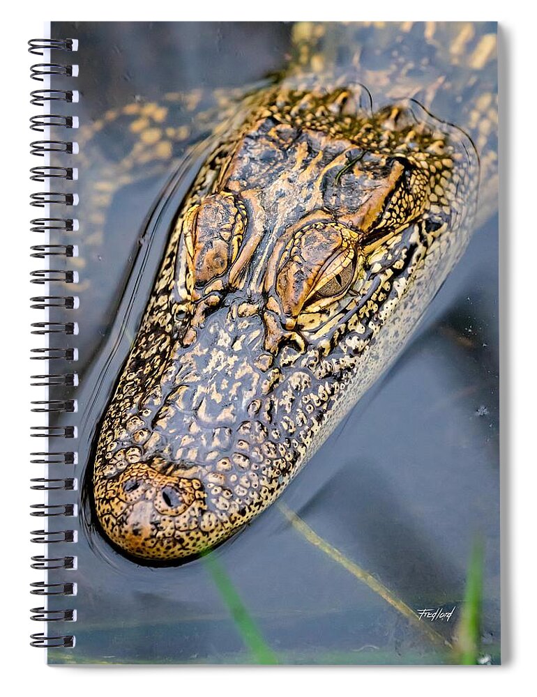 Juvenile Spiral Notebook featuring the photograph Juvenile American Alligator by Fred J Lord