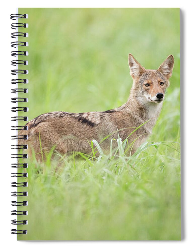 Coyote Spiral Notebook featuring the photograph Juvenile Coyote by Eilish Palmer