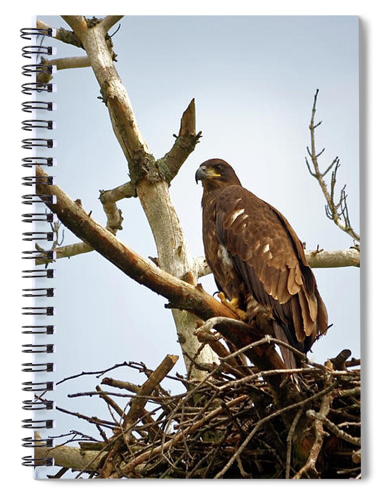 Bald Eagles Spiral Notebook featuring the photograph Juvenile Eagles by Peter Ponzio