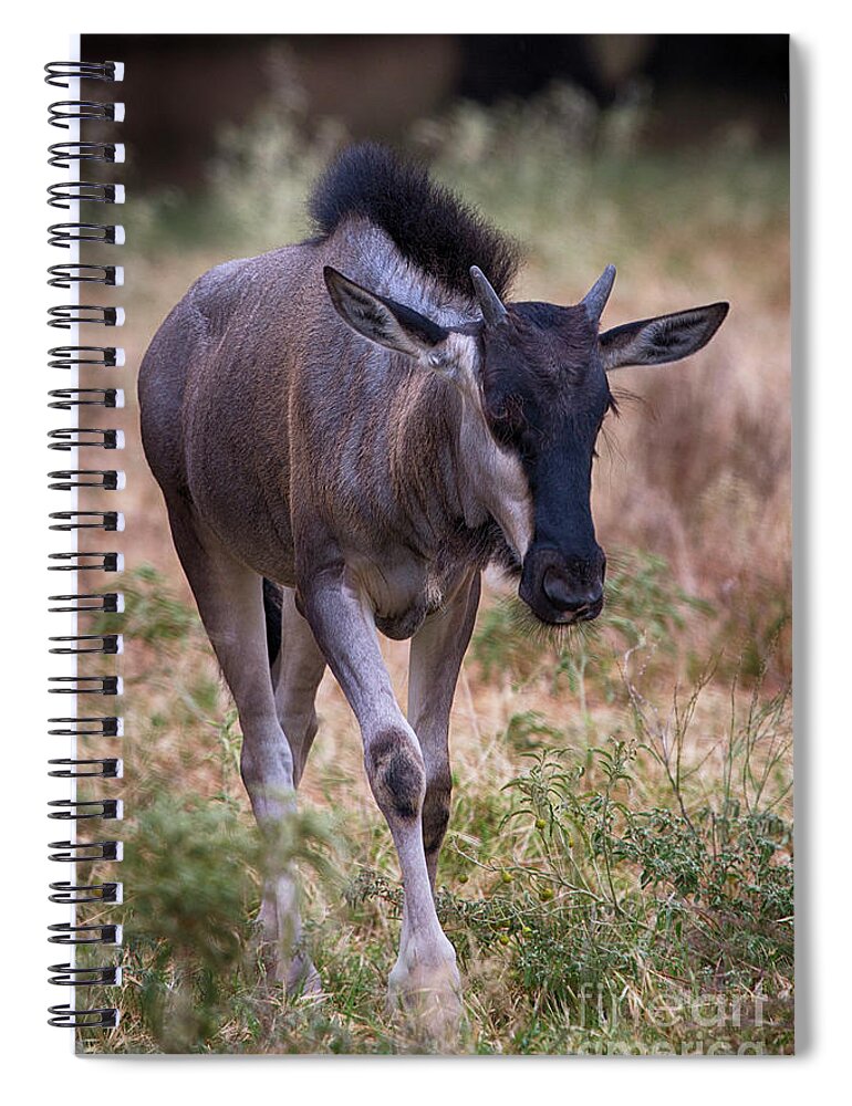 Juvenile Wildebeest Spiral Notebook featuring the photograph Juvenile Wildebeest by Douglas Barnard