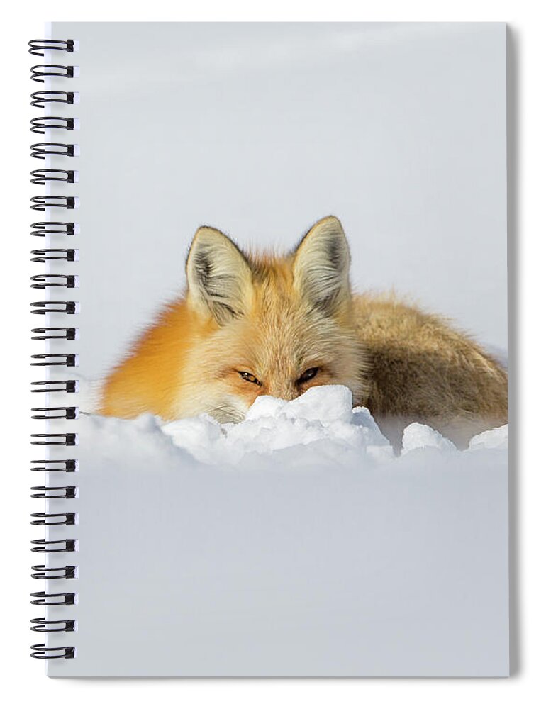 Elk Spiral Notebook featuring the photograph Snow Hide by Kevin Dietrich