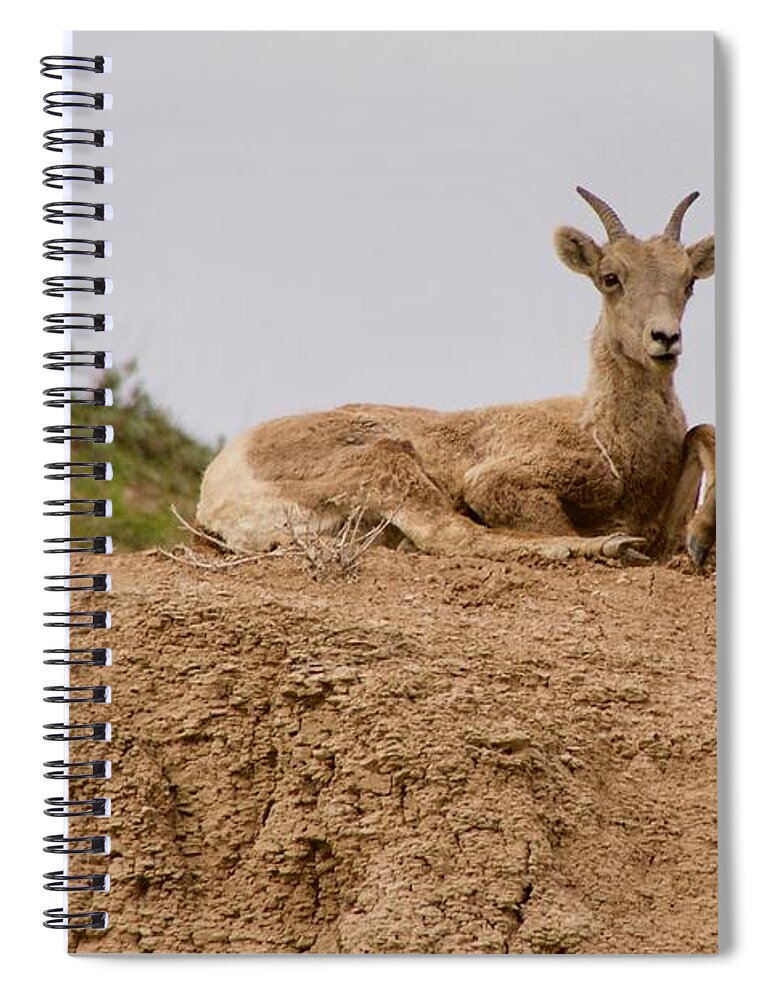 Photography Spiral Notebook featuring the photograph Keeping Watch by Sean Griffin