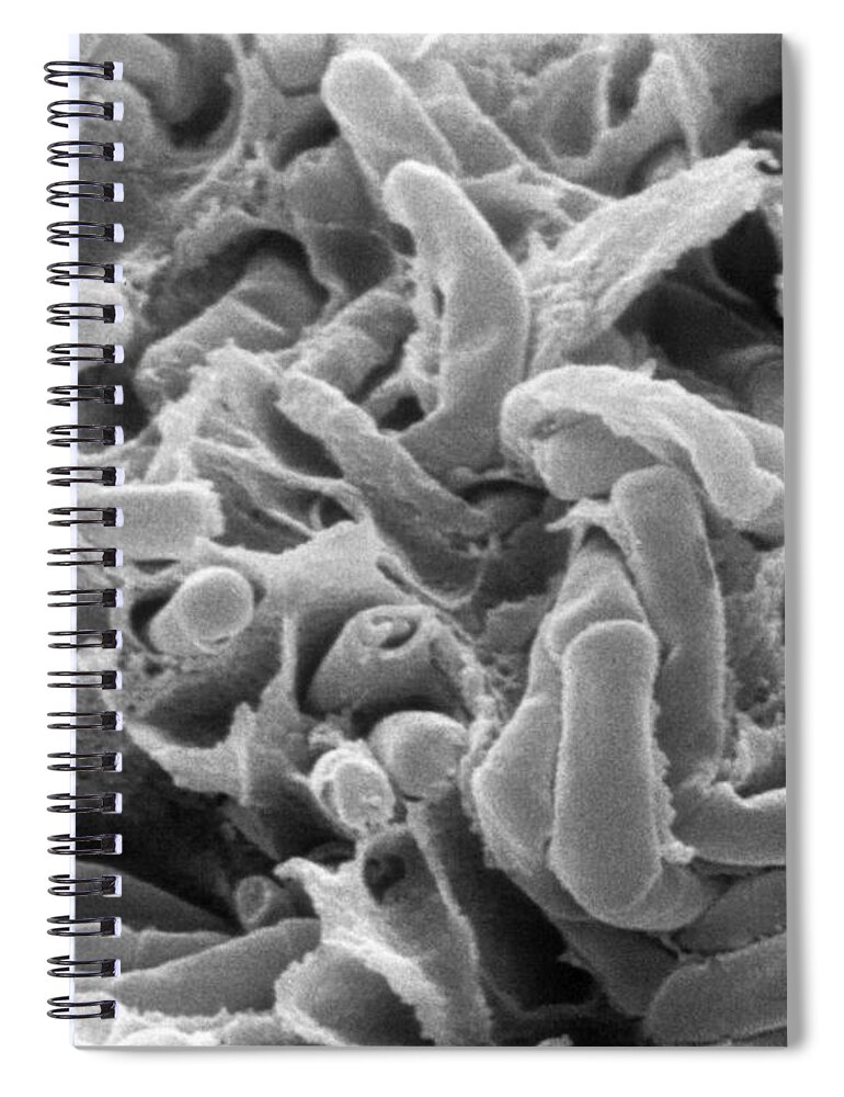Science Spiral Notebook featuring the photograph Kefir Bacteria by Scimat