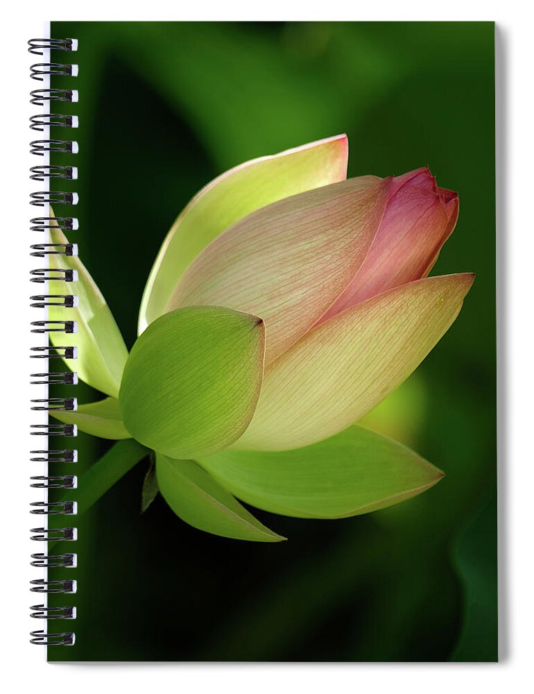 Kenilworth Aquatic Gardens Spiral Notebook featuring the photograph Kenilworth Lotus in the Sun by Georgette Grossman