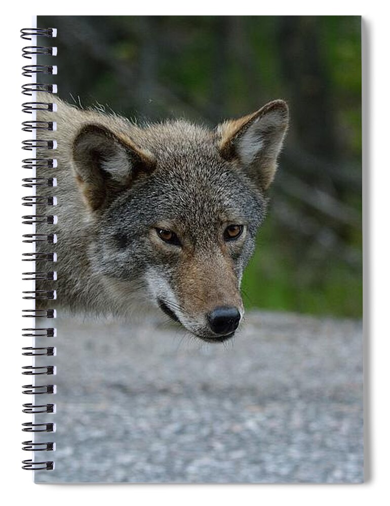 Coyote Spiral Notebook featuring the photograph Killarney Coyote by David Porteus