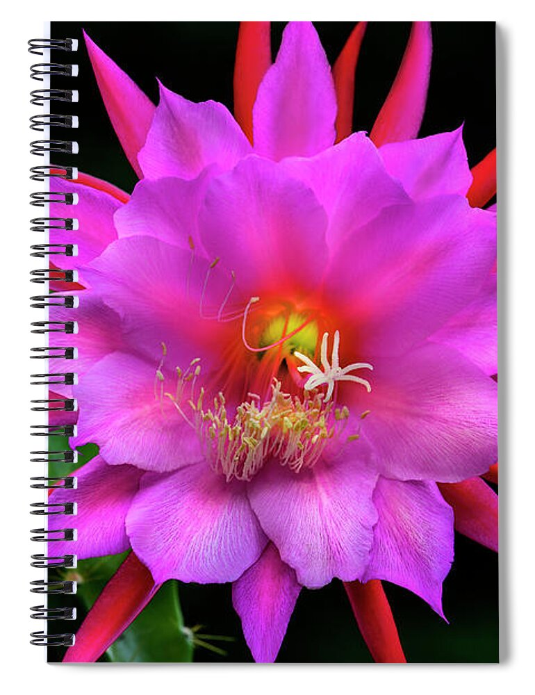 Flower Spiral Notebook featuring the photograph Kimnach's Pink Orchid Cactus by Brian Tada