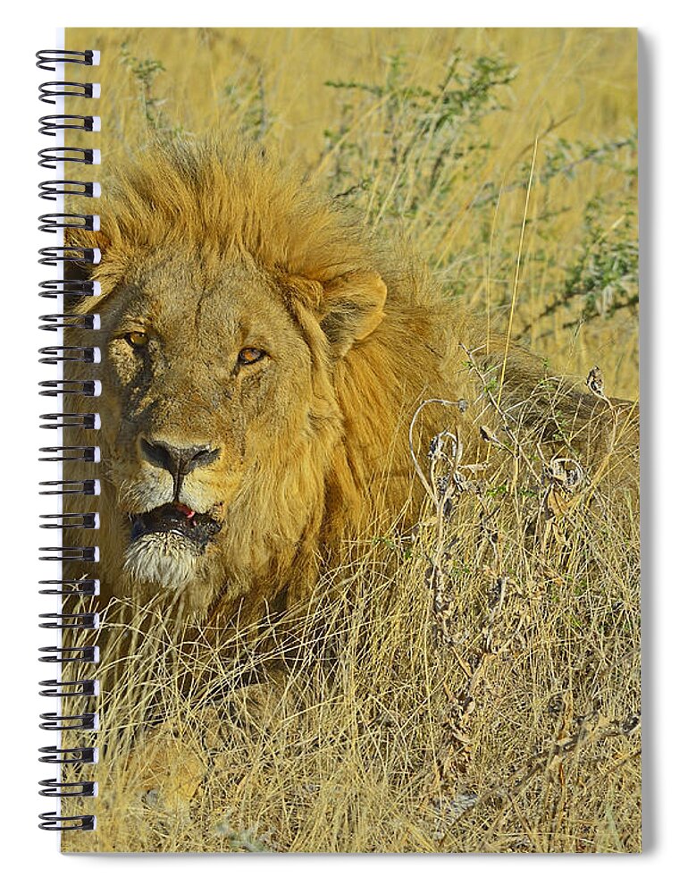 Lion Spiral Notebook featuring the photograph King Of Beasts by Tony Beck