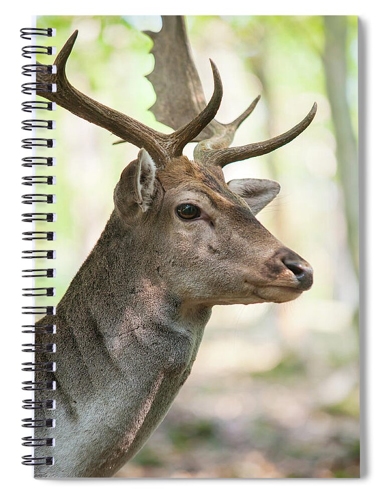 Jenny Rainbow Fine Art Photography Spiral Notebook featuring the photograph King of the Forest 2 by Jenny Rainbow