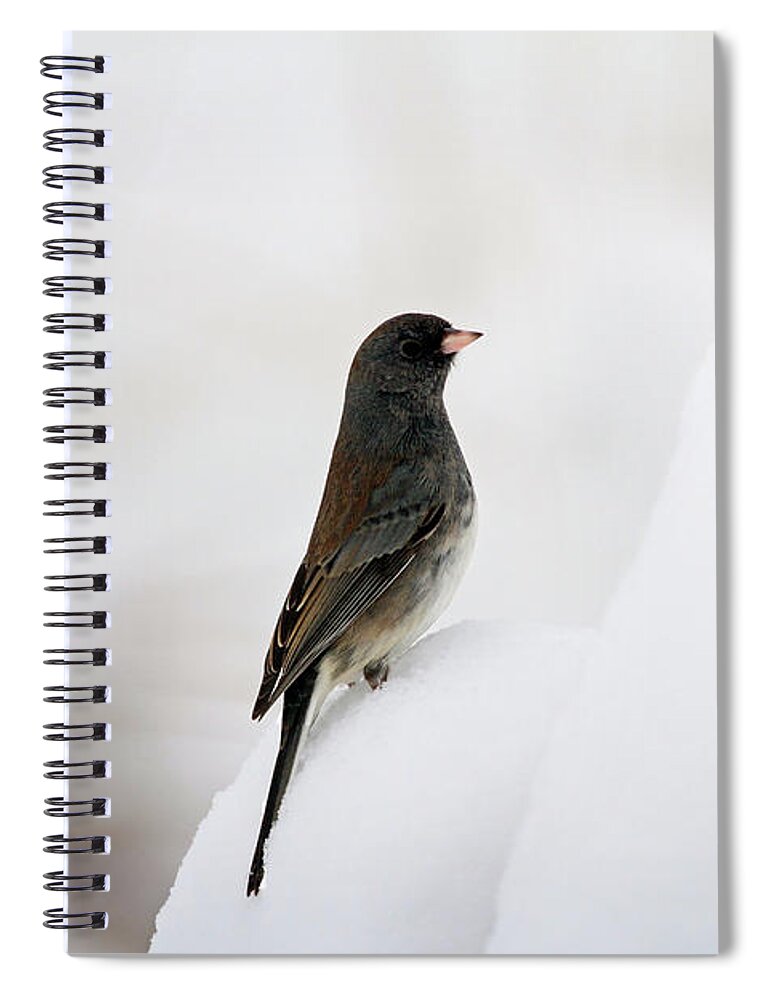 Junco Spiral Notebook featuring the photograph King of the Hill by Jackson Pearson