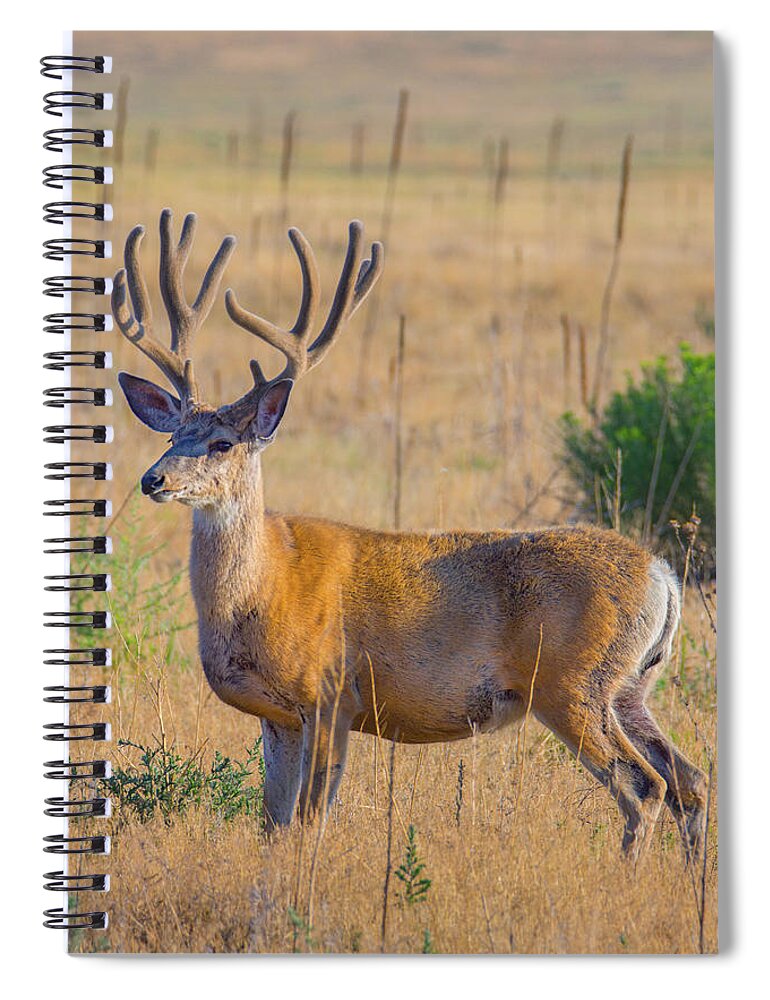 Colorado Spiral Notebook featuring the photograph King Of The Plains by John De Bord