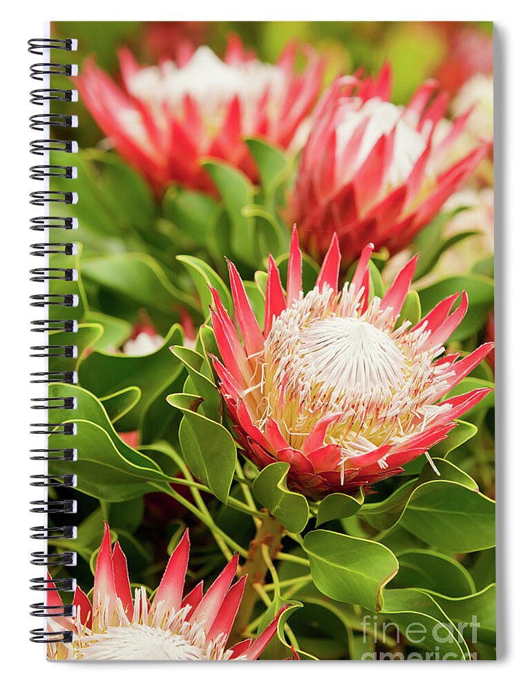 King Protea Spiral Notebook featuring the photograph King Protea flowers by Simon Bratt