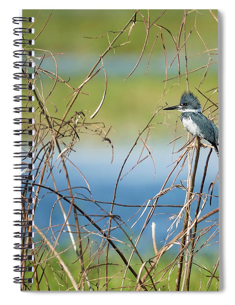 Perch Spiral Notebook featuring the photograph Kingfisher Perching by Fran Gallogly