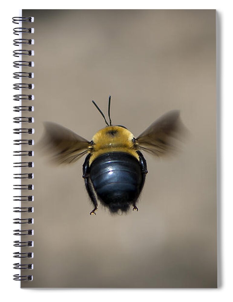 Bee Spiral Notebook featuring the photograph Kiss My BeeHind by Andrea Silies