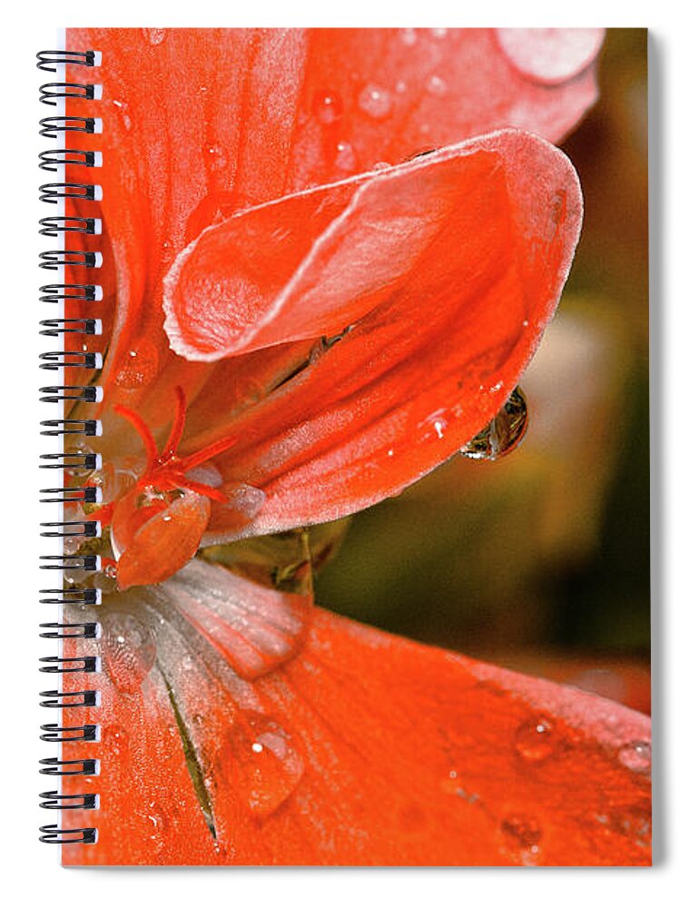 Flower Spiral Notebook featuring the photograph Kissed By The Rain by Christopher Holmes