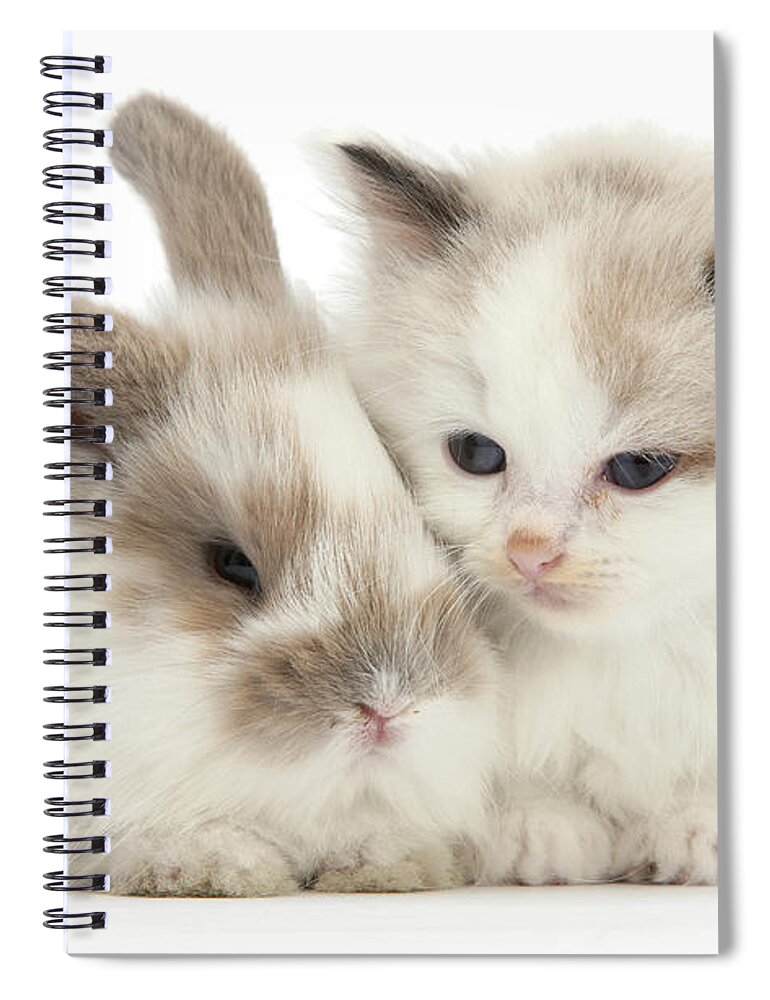 Colourpoint Spiral Notebook featuring the photograph Kitten Cute by Warren Photographic
