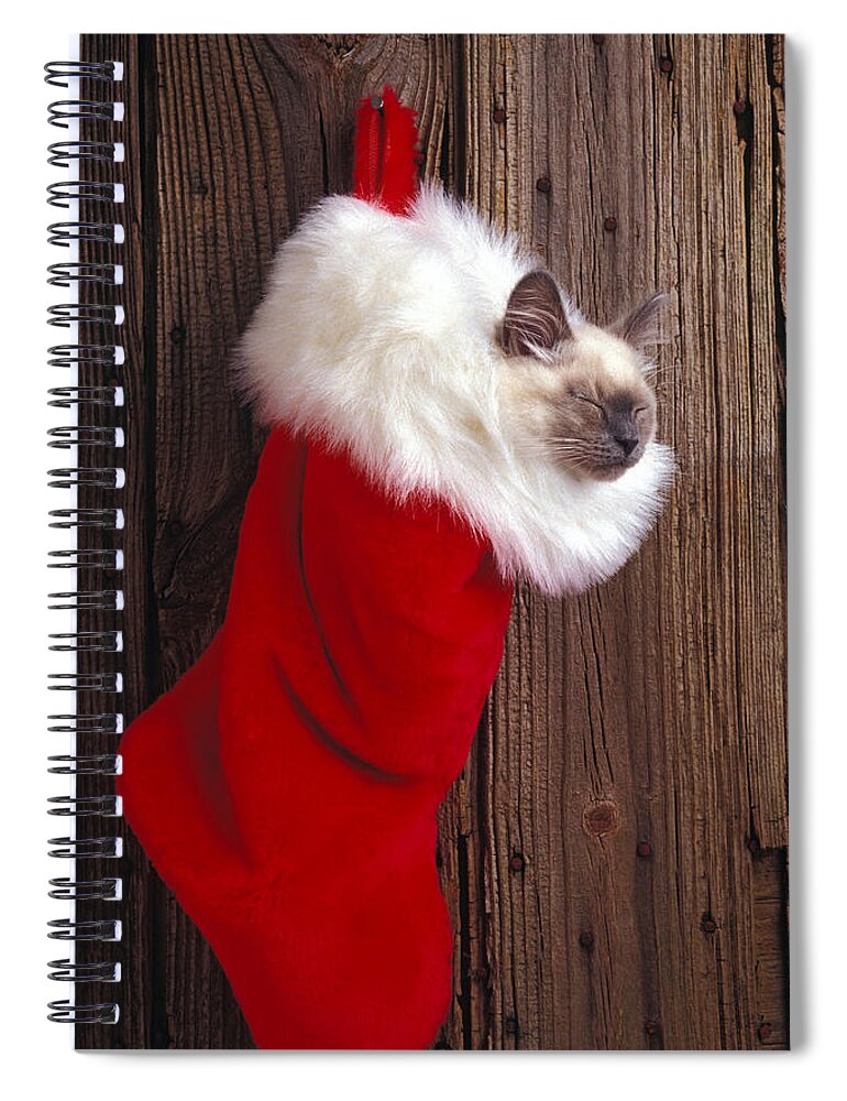 Kitten Spiral Notebook featuring the photograph Kitten in stocking by Garry Gay