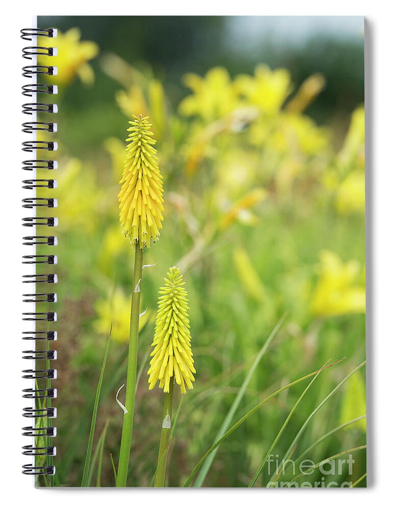 Kniphofia Vesta Spiral Notebook featuring the photograph Kniphofia Vesta Flowers by Tim Gainey