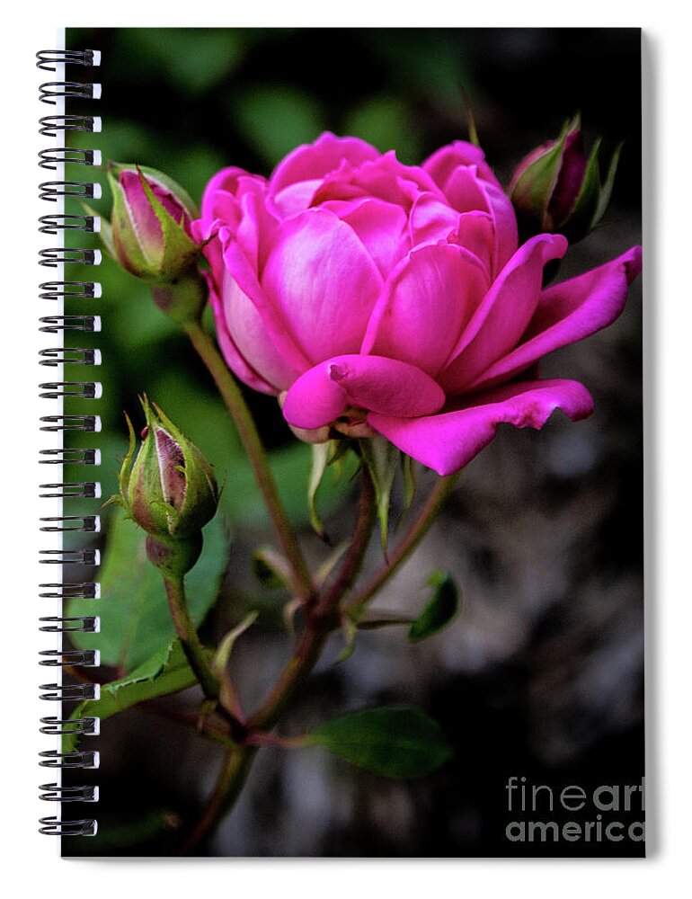 Rose Spiral Notebook featuring the photograph Knockout Rose by Cheryl McClure
