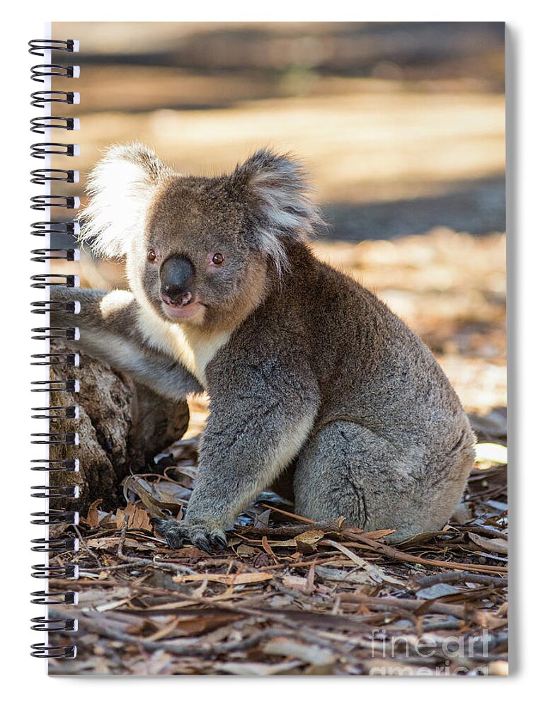 Koala Spiral Notebook featuring the photograph Koala by Andrew Michael