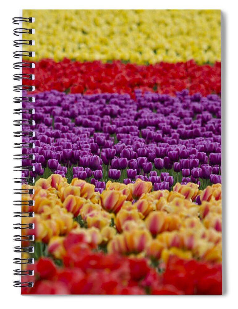 La Conner Spiral Notebook featuring the photograph La Conner Bands of Colour by Maria Janicki