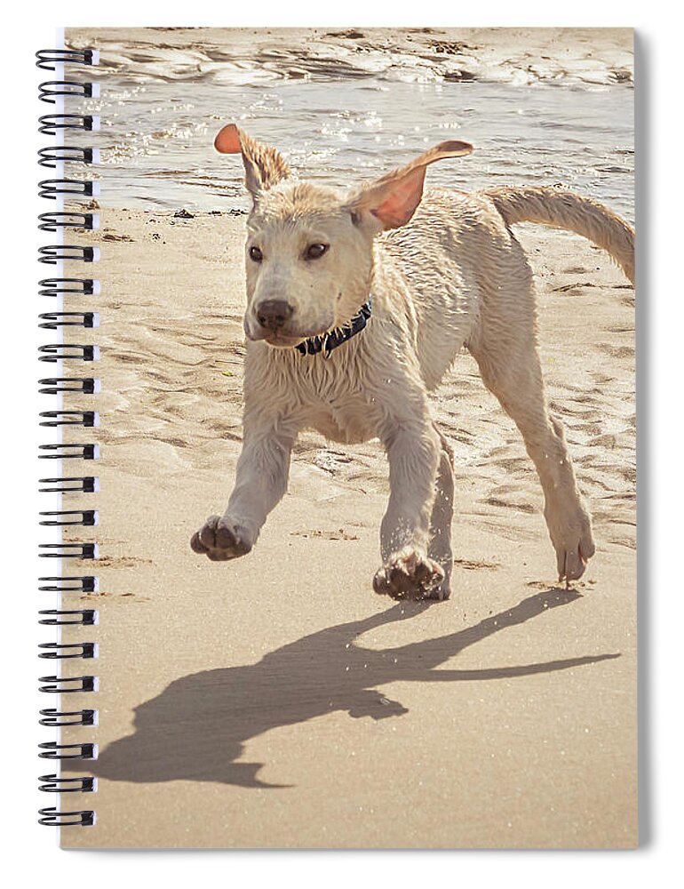 Labrador Jumping Spiral Notebook featuring the photograph Labrador Jumping by Jean Noren