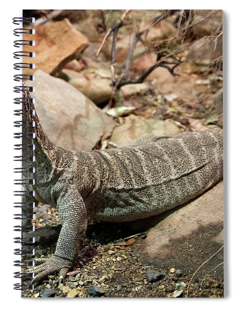 Lace Monitor Spiral Notebook featuring the photograph Lace Monitor by Miroslava Jurcik