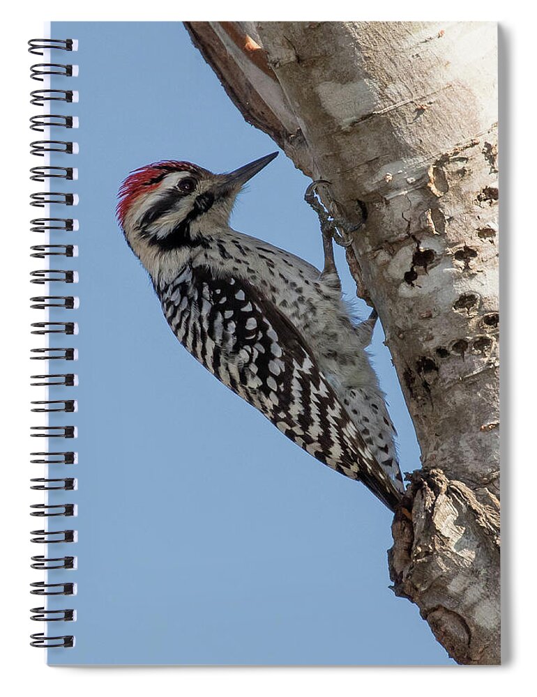 Ladder-backed Woodpecker Spiral Notebook featuring the photograph Ladder-backed Woodpecker by Jurgen Lorenzen