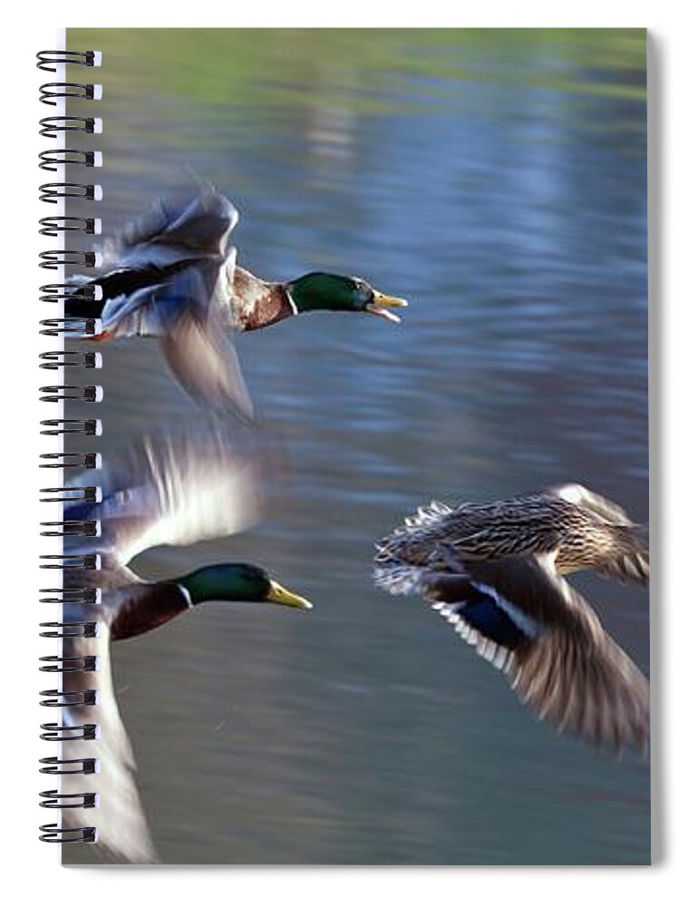 Wild Ducks Spiral Notebook featuring the photograph Ladies first by Tatiana Travelways