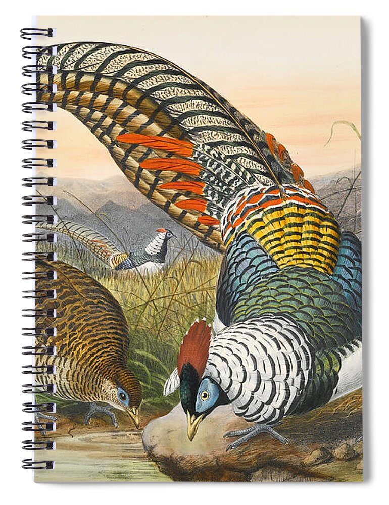 Joseph Wolf Spiral Notebook featuring the drawing Lady Amherst's pheasant. Chrysolophus amherstiae by Joseph Wolf