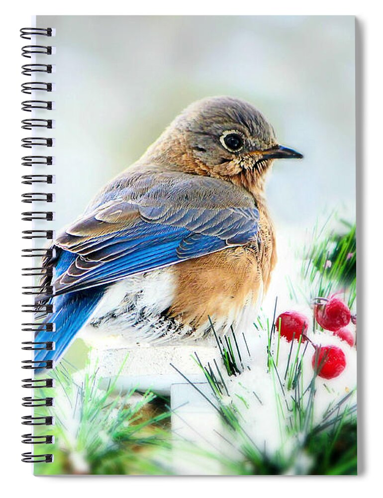 Bluebird Spiral Notebook featuring the photograph Lady Bluebird by Tina LeCour