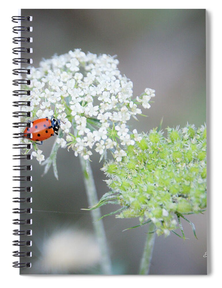 Ladybug Spiral Notebook featuring the photograph Lady on the Lace II by Steph Gabler