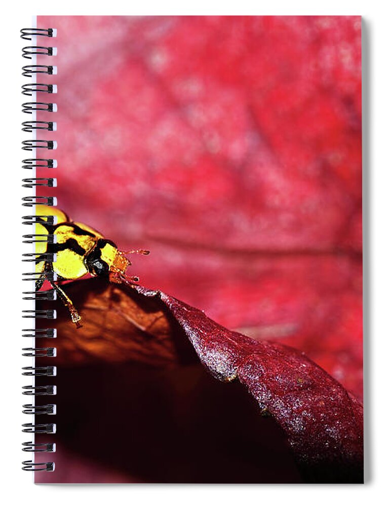 Photography Spiral Notebook featuring the photograph Ladybird on the Edge by Kaye Menner by Kaye Menner